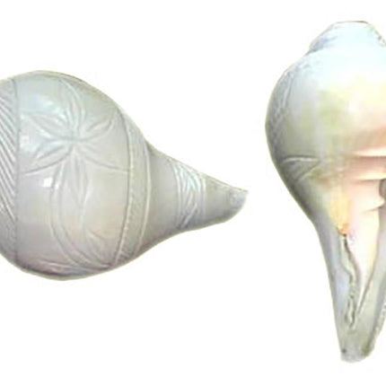 Shankh / Conch